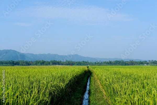 Obraz farm fields green rice nature farm blue sky background
