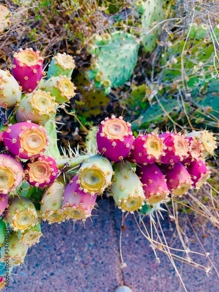Fototapeta Prickly Pear