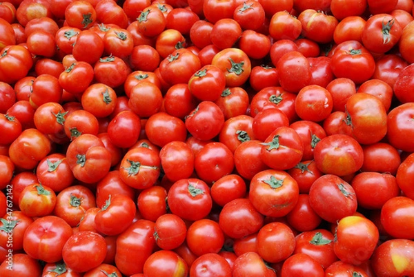 Obraz  close up on fresh tomato pile in harvest season 