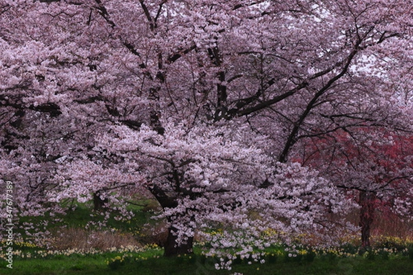 Obraz 岩手県奥州市　満開の桜