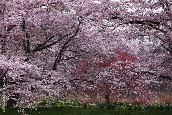 Obraz 岩手県奥州市　満開の桜