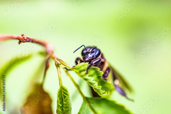 Fototapeta Wasp is resting on a green leaf