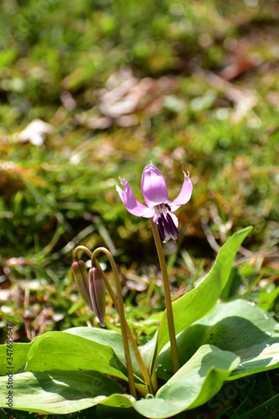 Fototapeta 日向の丘のカタクリ