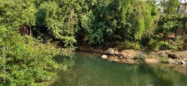 Obraz stream in the forest
