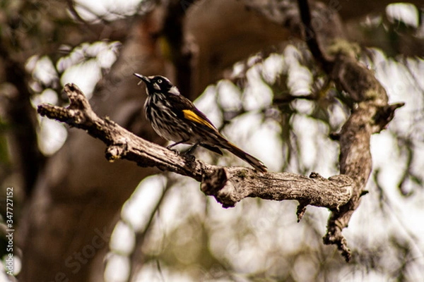 Obraz Honeyeater