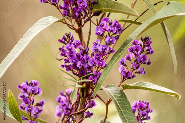 Obraz Native Purple Flowers