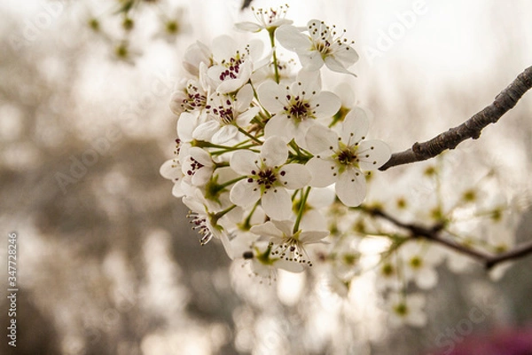 Obraz Cherry Blossom