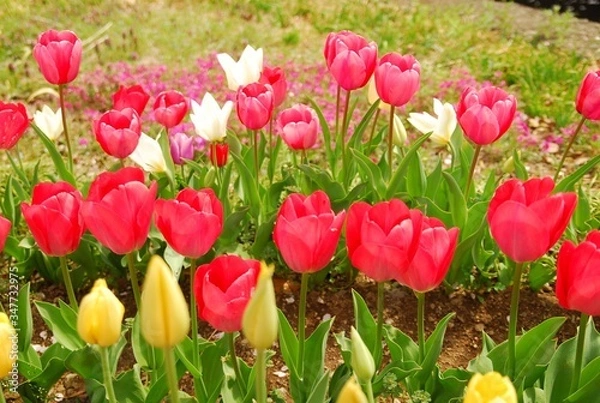 Fototapeta チューリップ