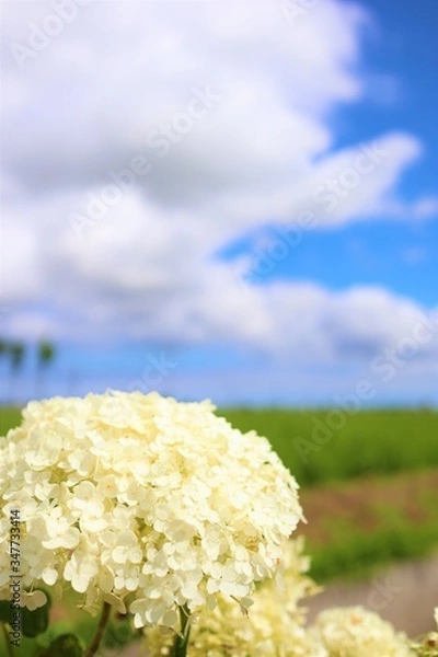 Obraz 白いアジサイ