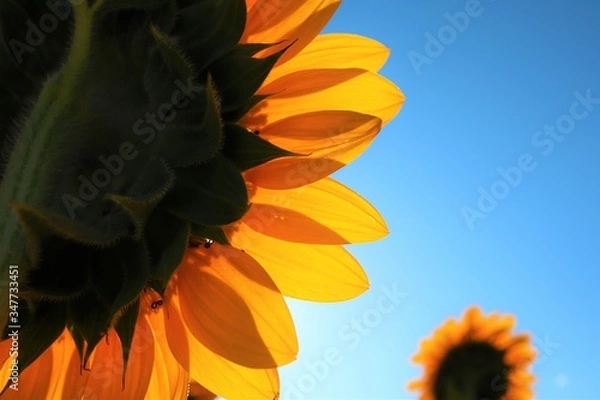 Obraz 後ろから見たひまわり