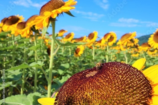 Obraz ミツバチとひまわり