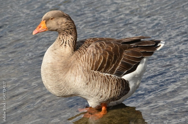 Obraz goose on the water