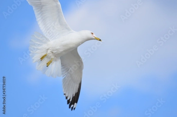 Obraz seagull in flight