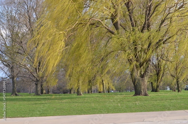 Obraz spring in the park