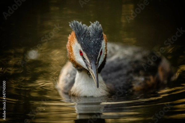 Obraz great crested grebe