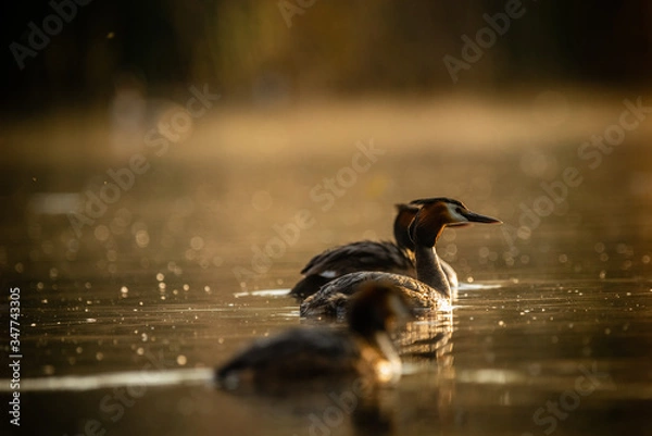 Obraz great crested grebe
