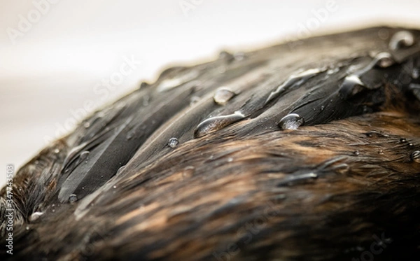 Obraz great crested grebe