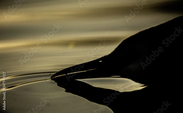 Obraz great crested grebe