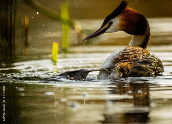 Obraz great crested grebe