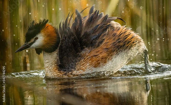 Obraz great crested grebe