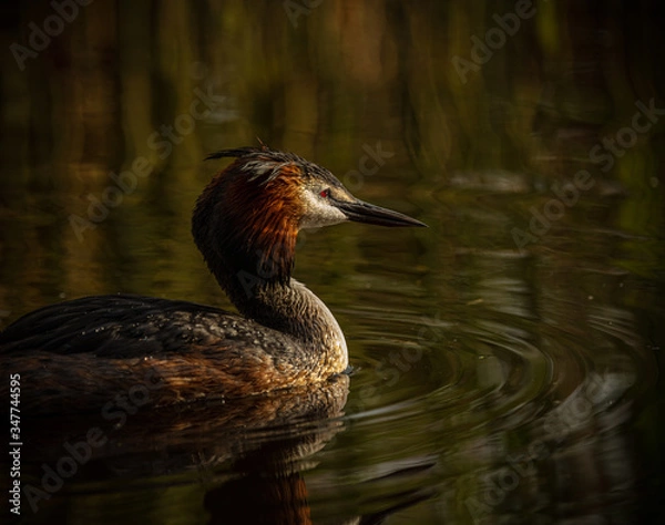 Obraz great crested grebe