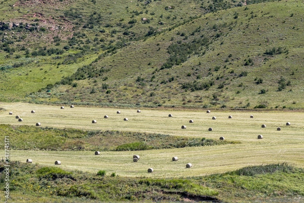 Fototapeta Round bales of grass in a field near Clarens