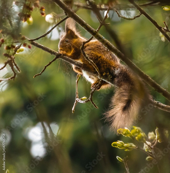 Obraz squirrel on a branch