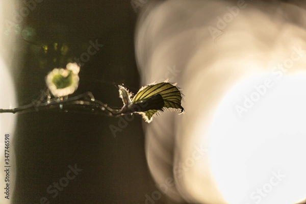 Obraz leaf silhouette