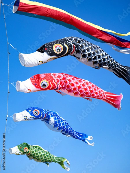 Fototapeta 鯉のぼり