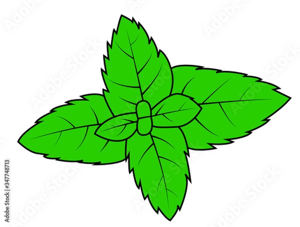 Obraz Mint with green leaves