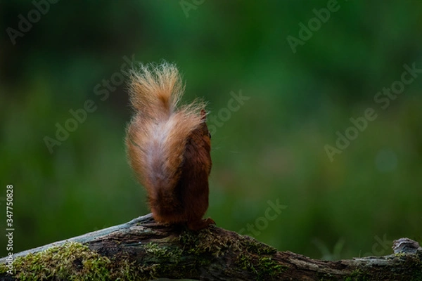 Obraz Red squirrel on a tree
