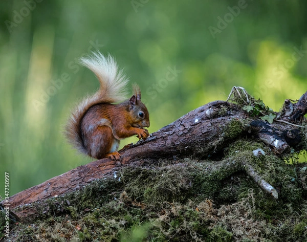 Obraz Red squirrel on a tree