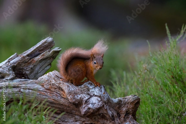 Obraz Red squirrel on a tree