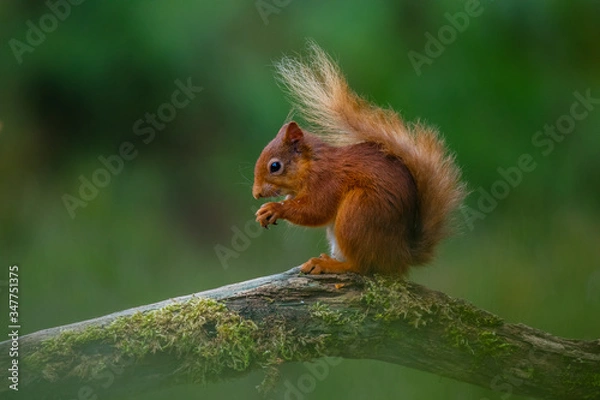 Obraz Red squirrel on a tree