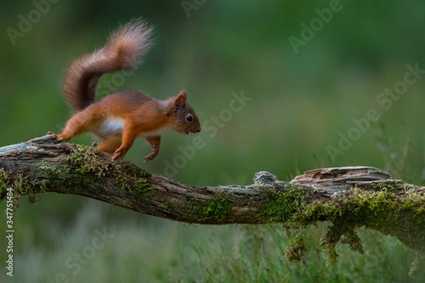 Obraz Red squirrel on a tree