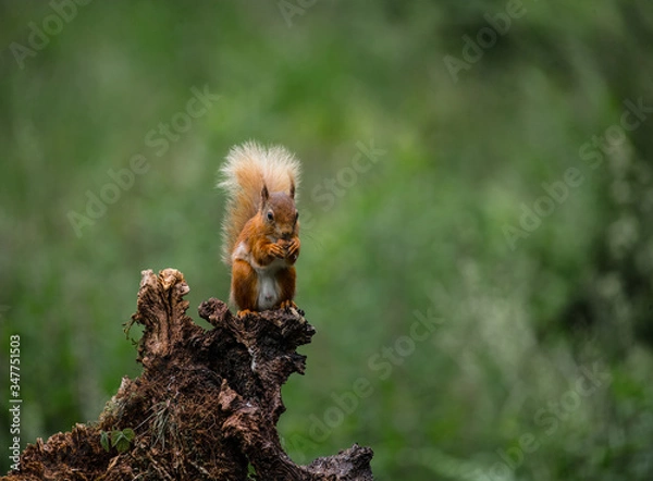 Obraz Red squirrel on a tree eating