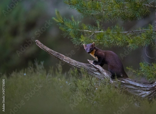 Obraz Pine Marten on tree