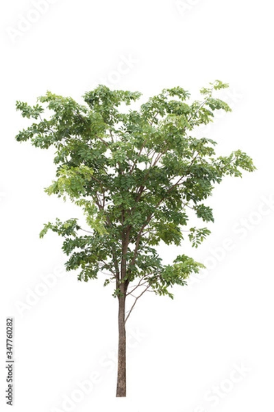 Fototapeta tree isolated on white background