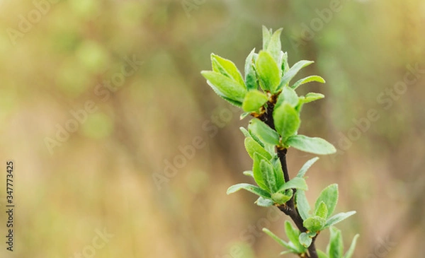 Fototapeta The first spring gentle leaves. Young buds on branches against blurred background. View close up, bright nature background