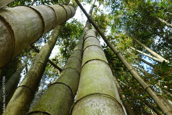 Fototapeta Bamboo in the forest