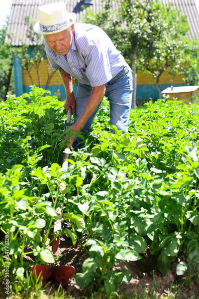 Fototapeta Mature man weeds with a hoe the garden bed