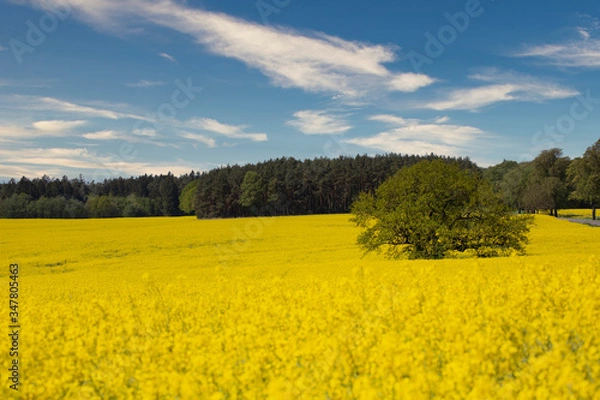 Obraz Yellow Flowering Rape Fields In Germany