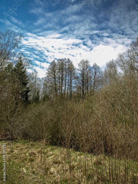 Fototapeta landscape with trees that have shown the first leaves