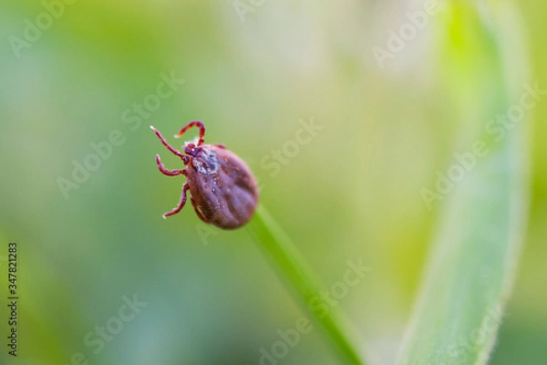 Fototapeta Deer tick sleeping on grass stalk. Ixodes ricinus. The dangerous parasite transmitted infections such as encephalitis and Lyme disease.