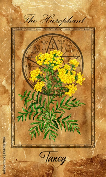 Fototapeta The Hierophant. Major Arcana tarot card with Tansy and magic seal.