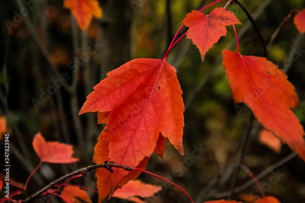 Fototapeta Acer rubrum