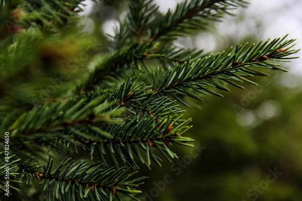 Fototapeta Picea abies