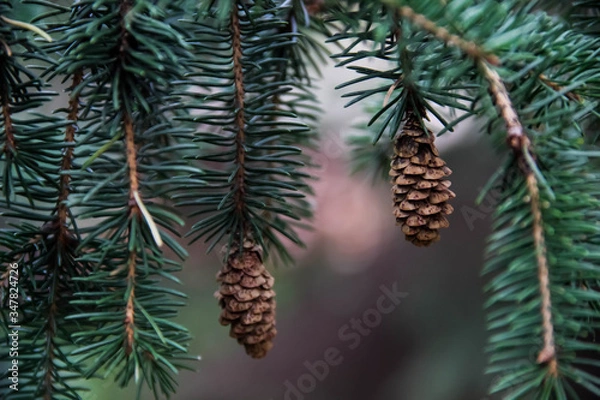 Fototapeta Picea glauca