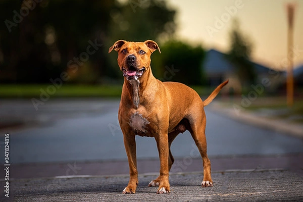 Obraz Zena the cute puppy