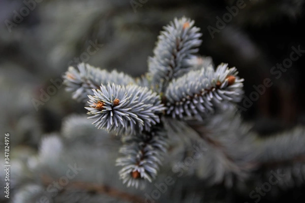 Fototapeta blue spruce